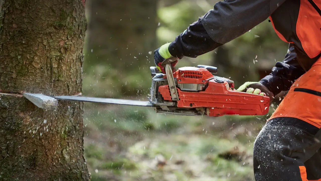 Vikten av rätt utrustning vid trädfällning